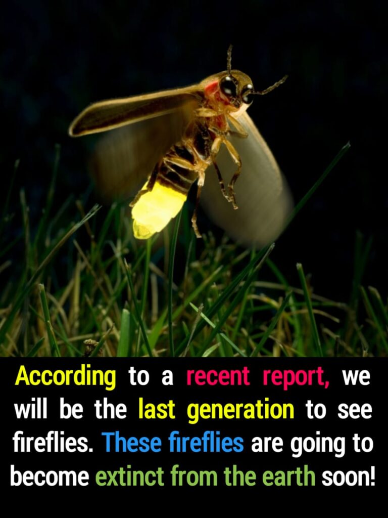 Fireflies on the Brink: Why We May Be the Last to See Their Glow